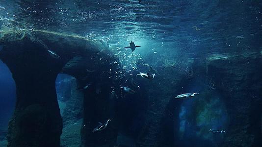 企鹅在水下吃鱼和野生动物一起消磨时间视频的预览图