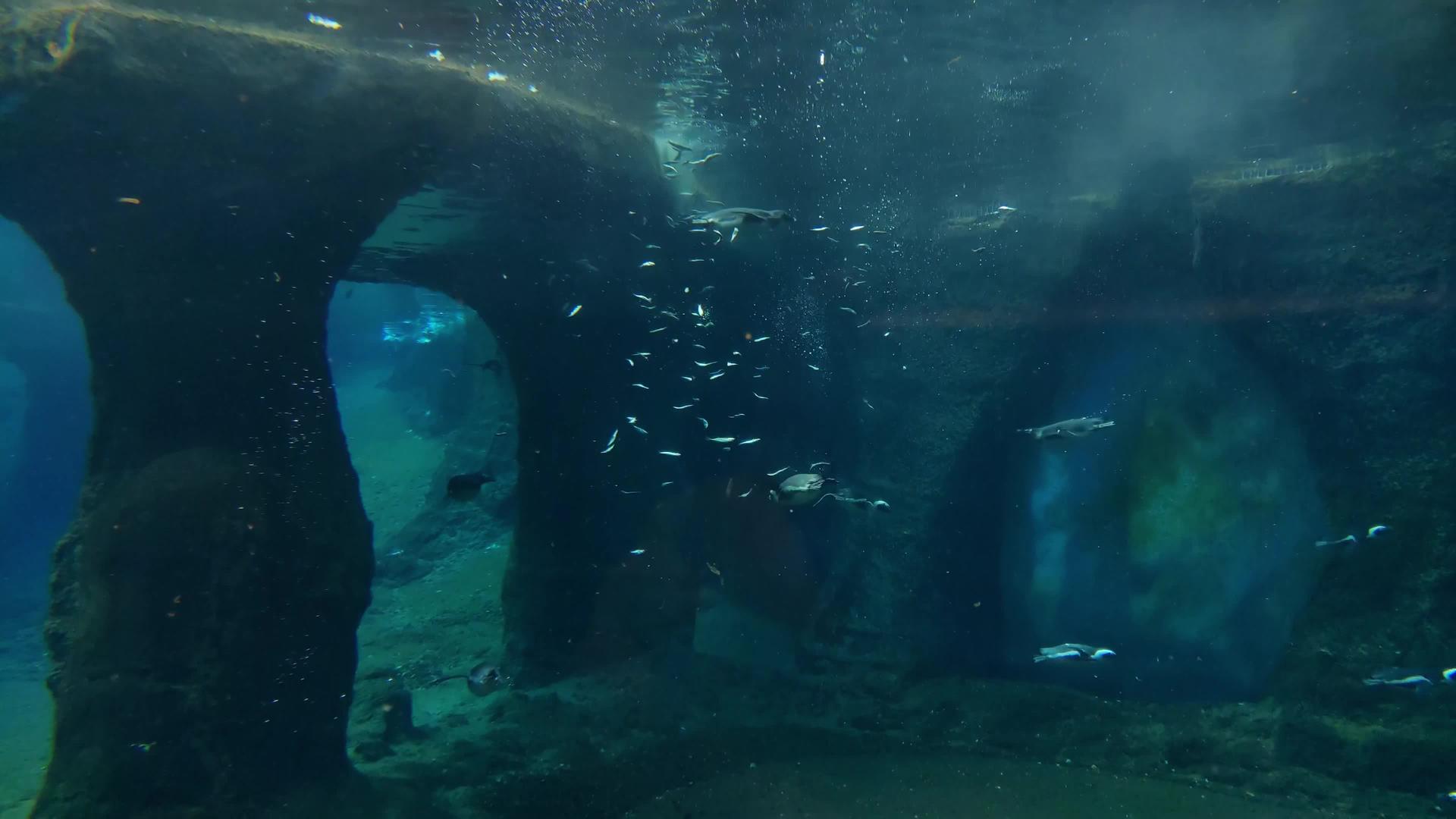 快速游泳的企鹅视频的预览图