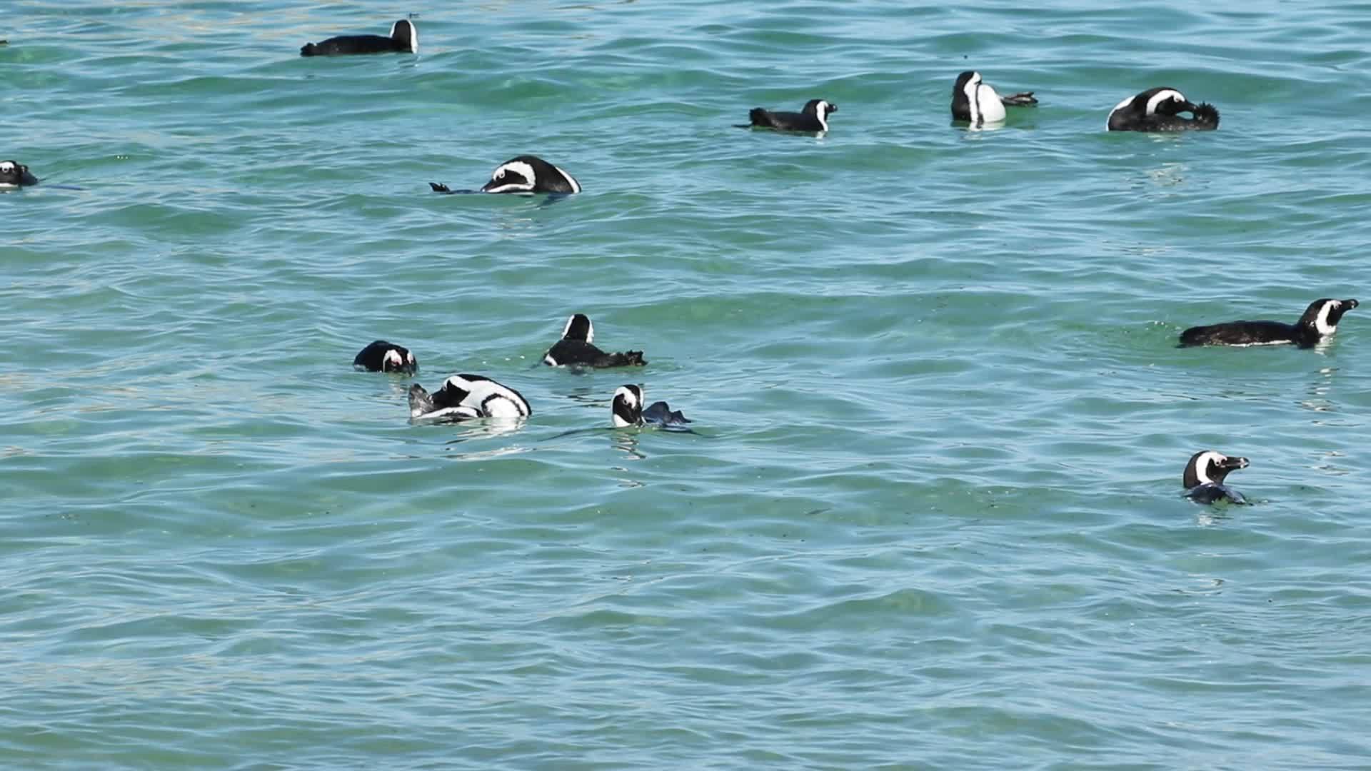 非洲企鹅游泳视频的预览图