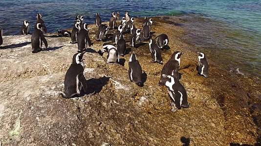 非洲企鹅在沿海岩石上视频的预览图