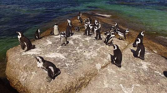 非洲企鹅在沿海岩石上视频的预览图