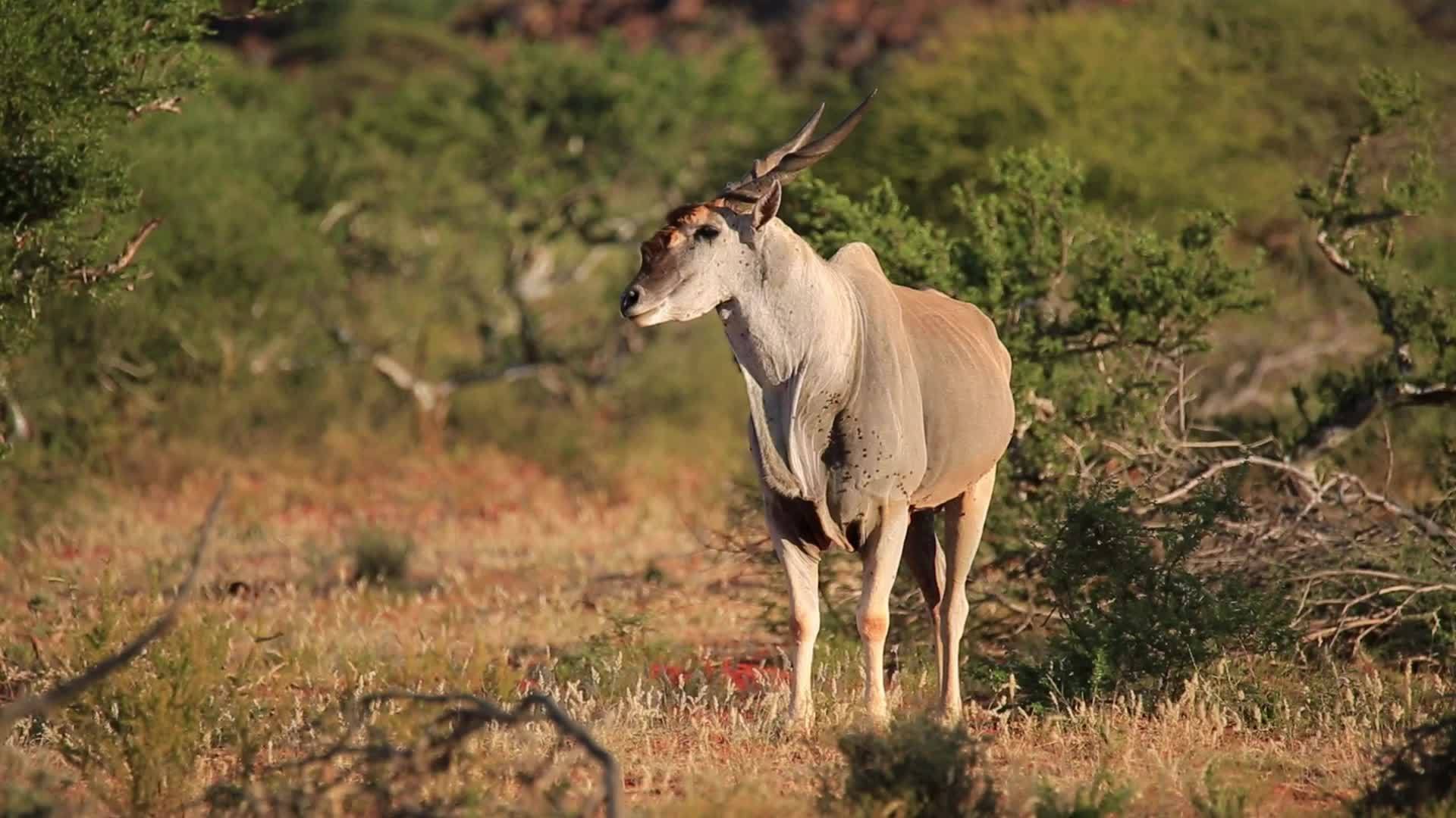 羚羊在自然栖息地视频的预览图