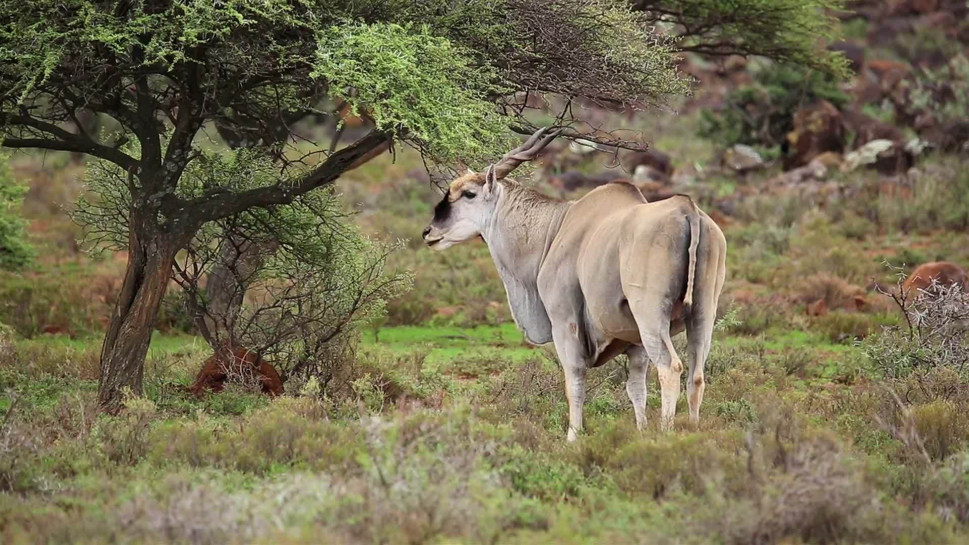 大型男性等离子体在自然栖息地视频的预览图