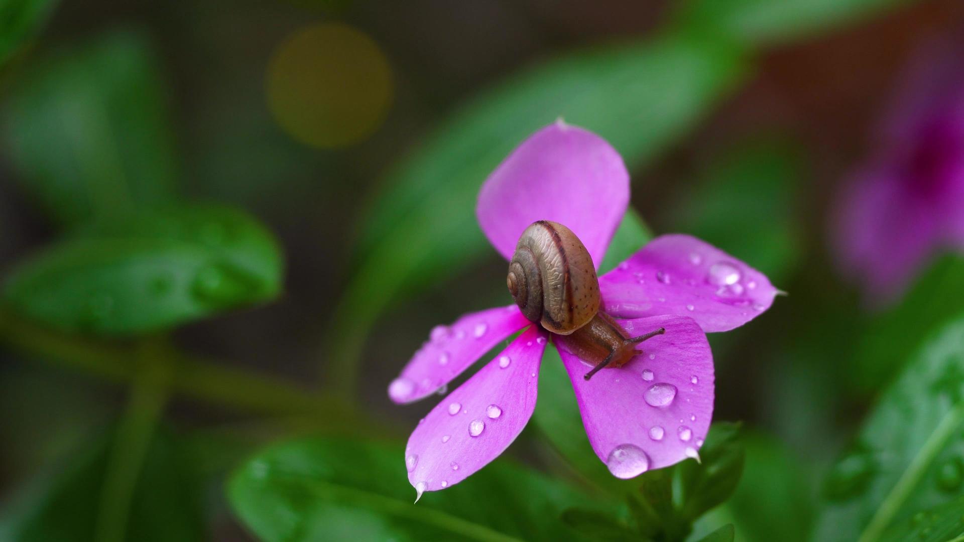 雨天蜗牛花瓣水滴视频的预览图