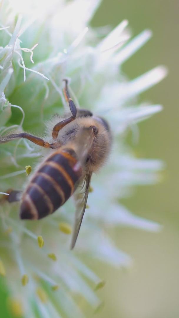 春季微距昆虫蜜蜂采蜜蜂视频的预览图