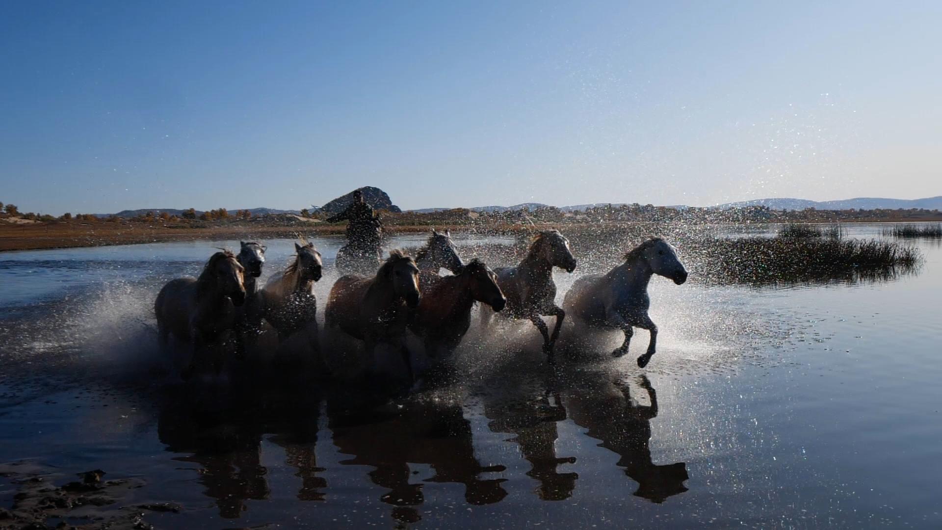 高速拍摄马在水里奔跑素材视频的预览图