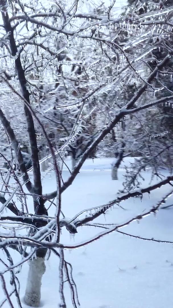 冬天结满雾凇冰晶的树木拍摄视频的预览图