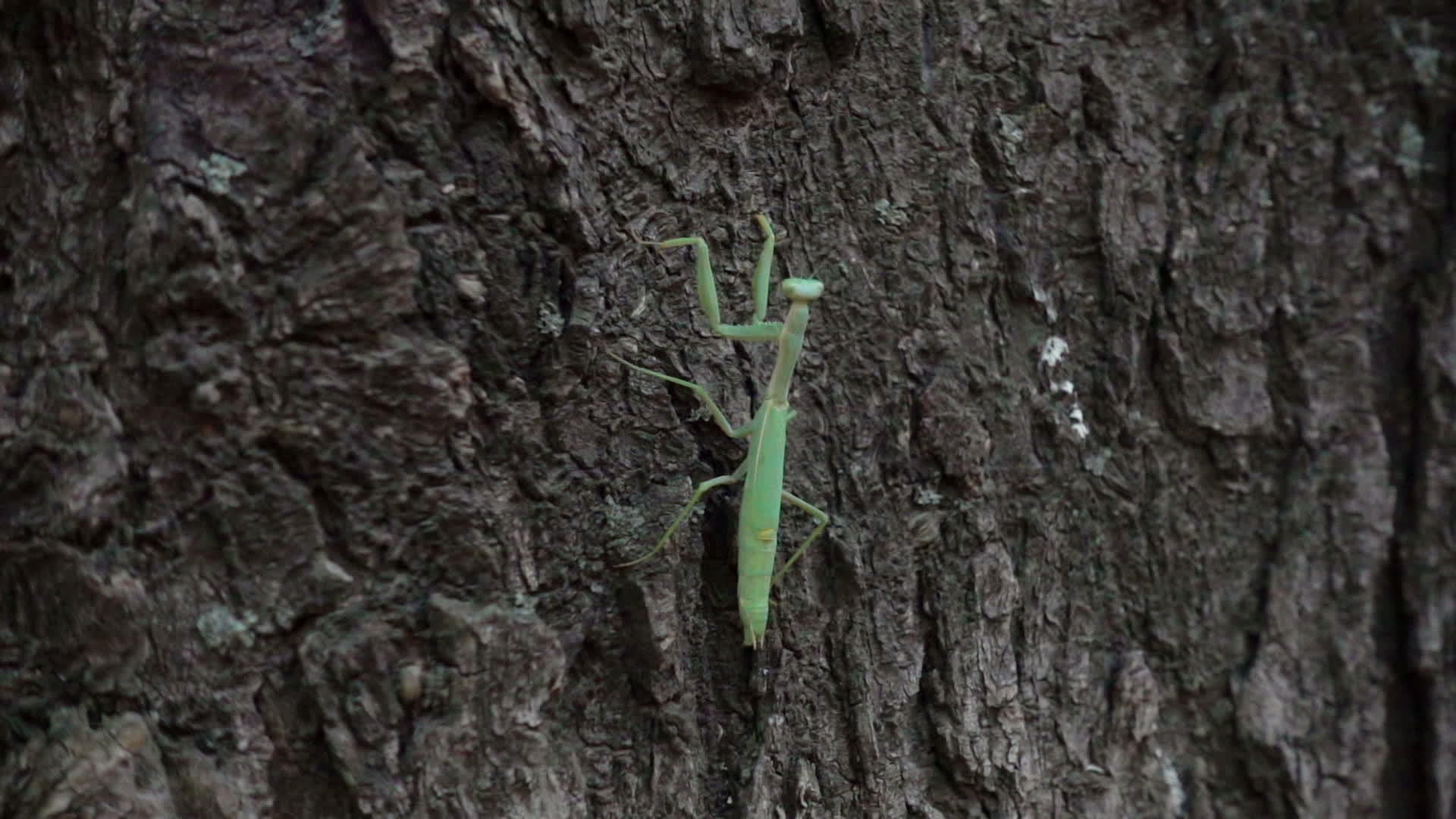 蚂蚁爬行树干视频的预览图