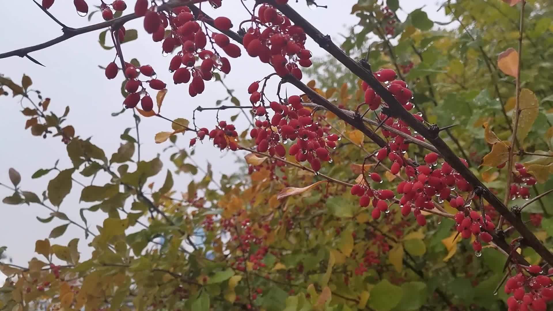 一系列成熟的草莓景观视频的预览图