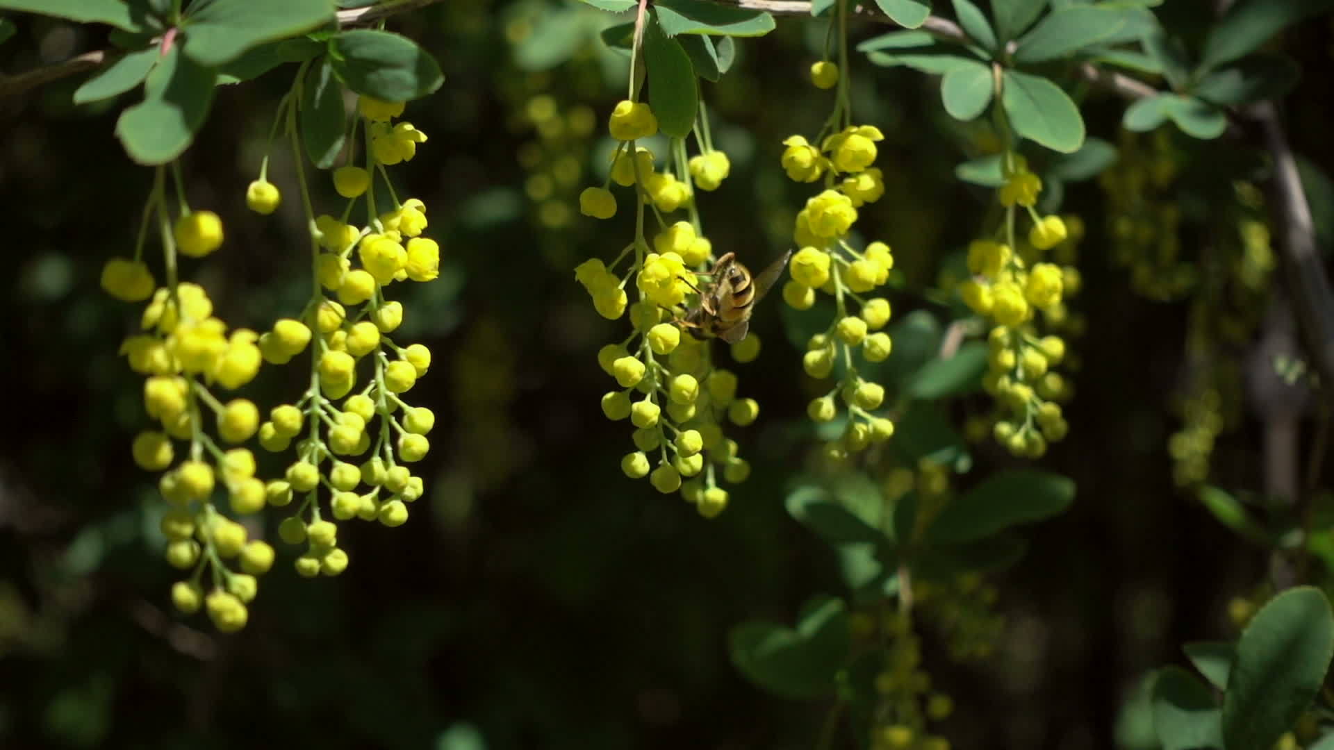 蜜蜂在树上的黄花上爬行视频的预览图