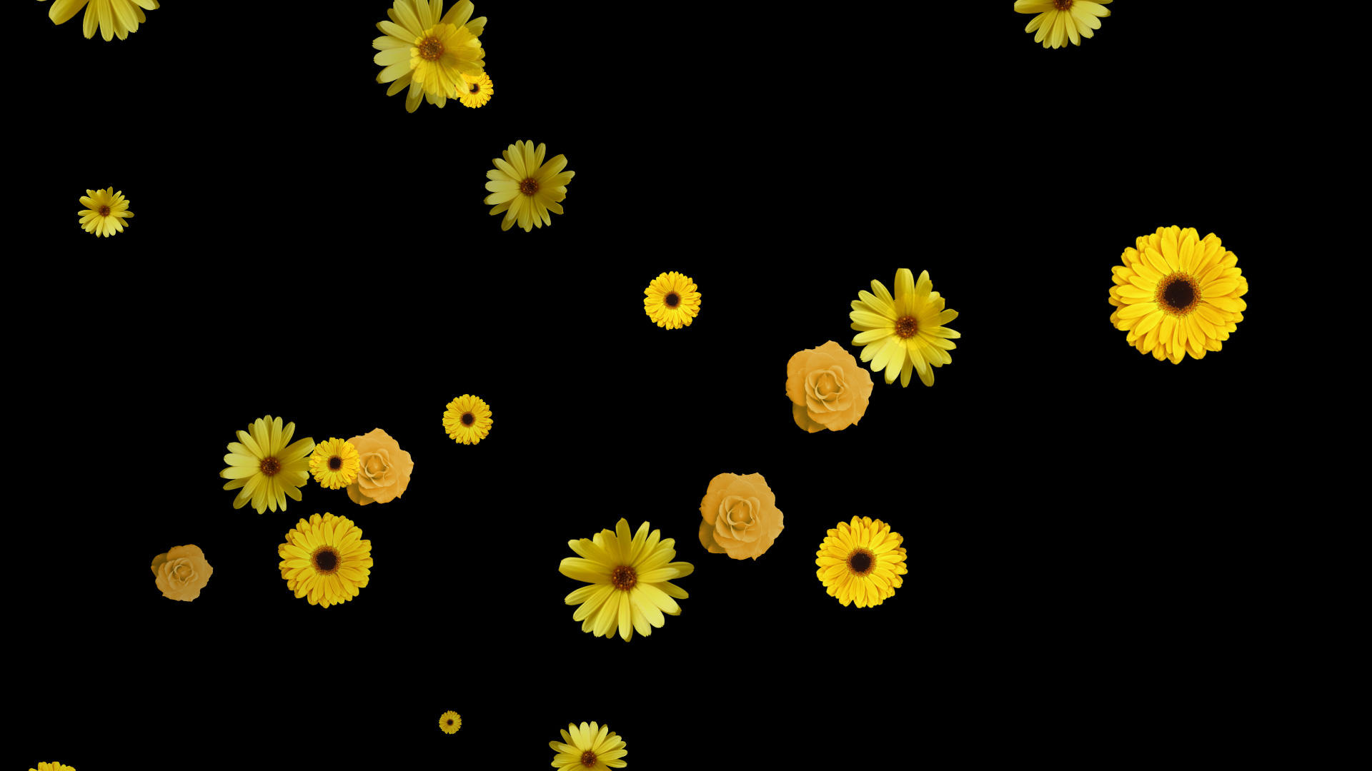花朵下落效果视频的预览图