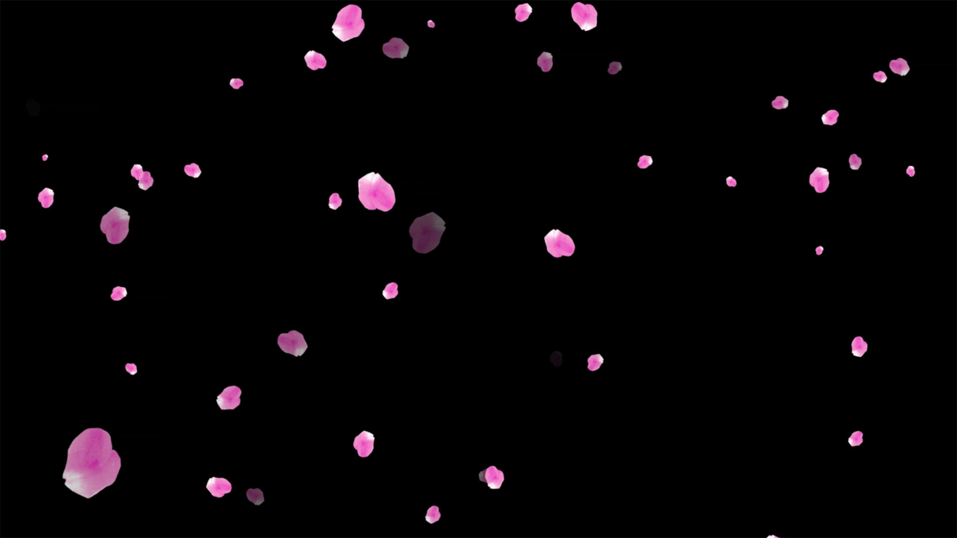 粒子枫叶飘落动画元素带透明度通道60视频的预览图