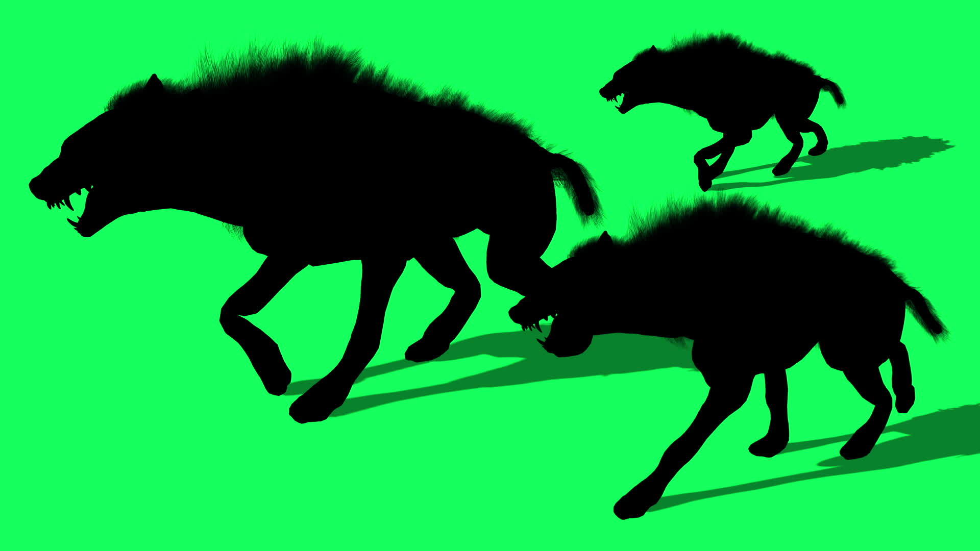 3d土狼动物群的动画轮廓绿屏行走视频的预览图