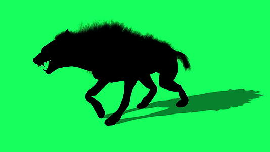 3d狼在绿屏上行走的动画轮廓视频的预览图