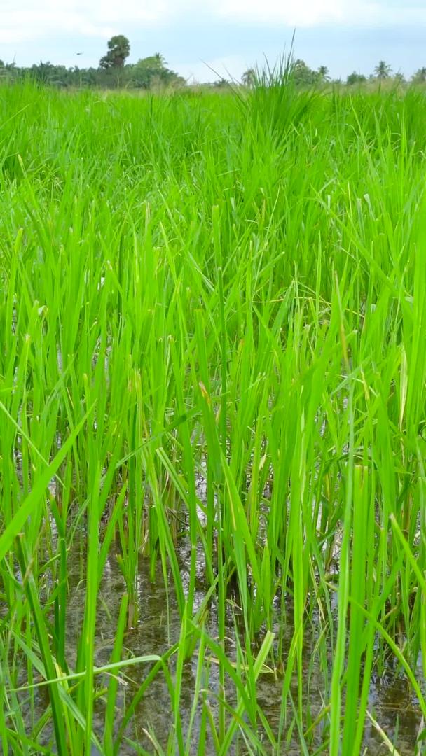 稻田农业种植实拍集合视频的预览图