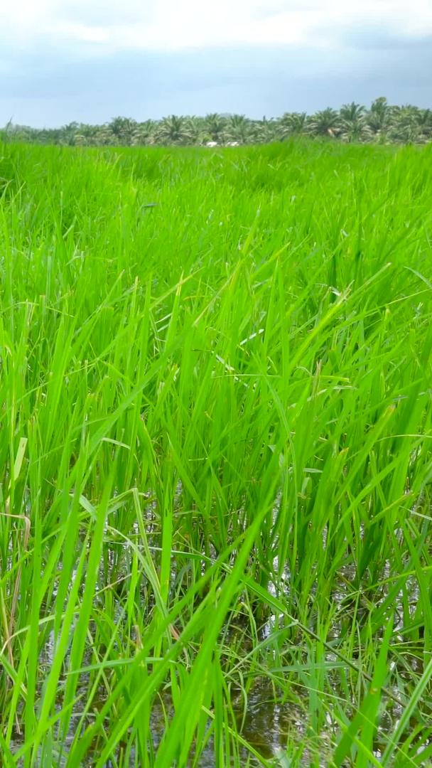 稻田农业种植实拍集合视频的预览图