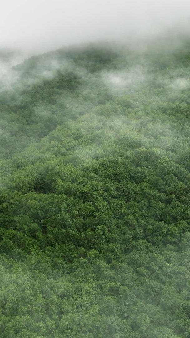 热带雨林云雾缭绕视频的预览图