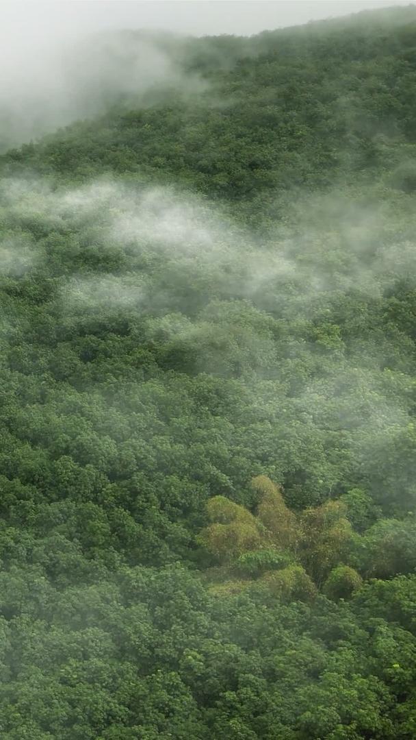 热带雨林云雾缭绕视频的预览图