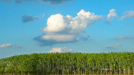 自然风光树林蓝天白云延时4K视频的预览图