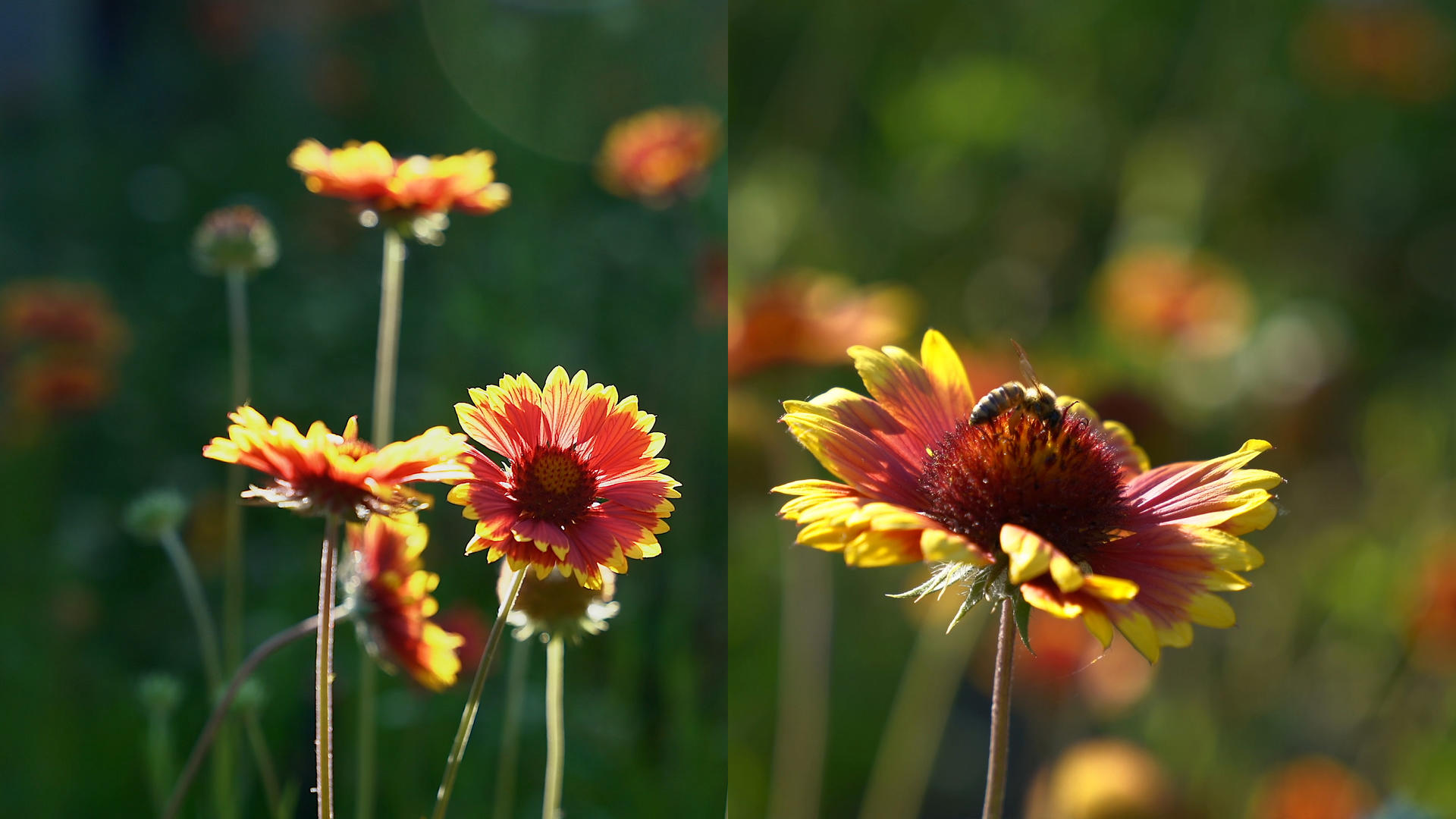 夏日逆光拍摄唯美花朵和蜜蜂采蜜视频的预览图