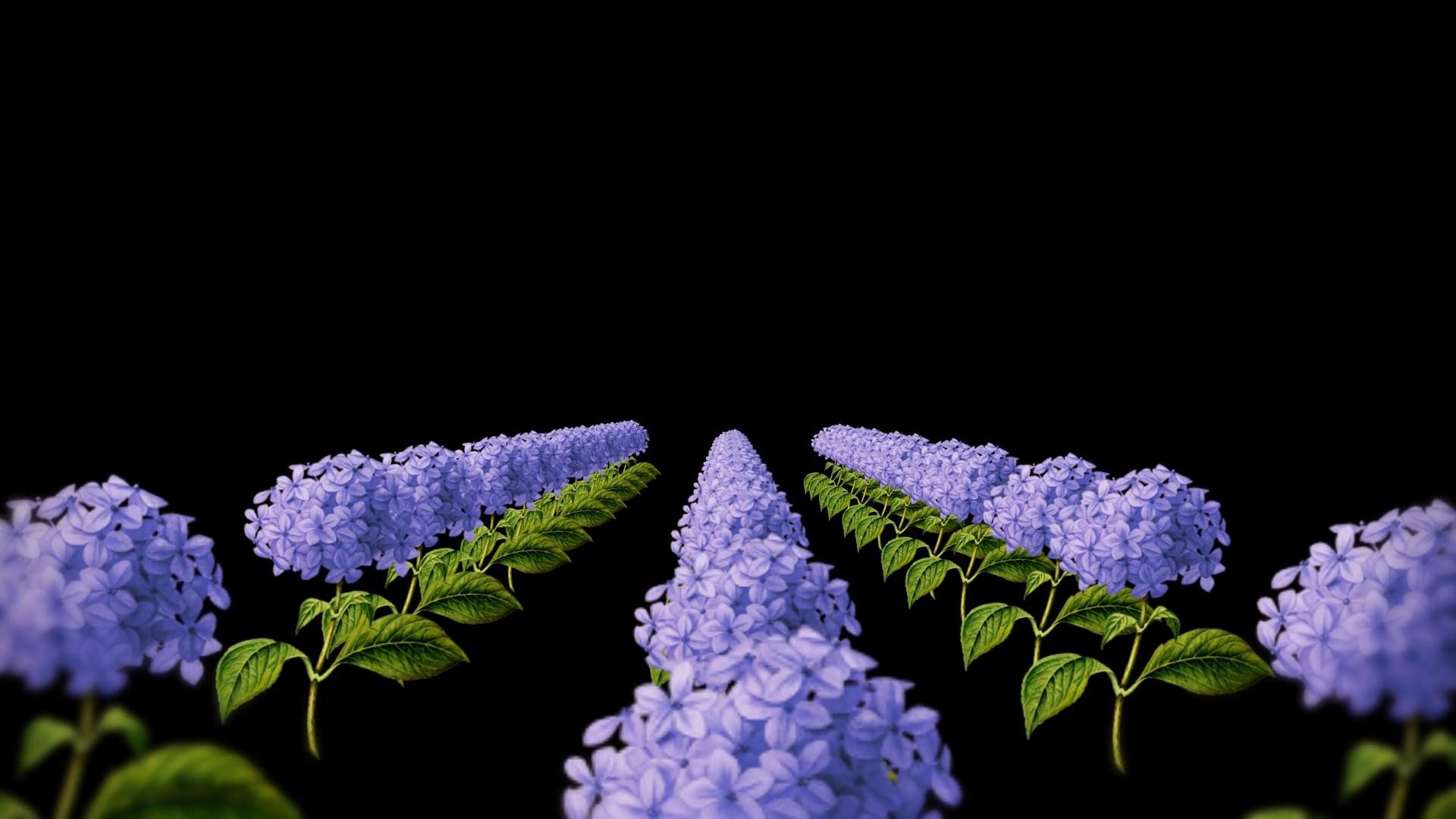 蓝菊三维动画通道视频的预览图