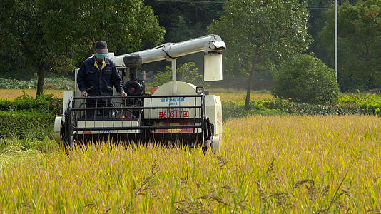 4K实拍秋季收割水稻视频的预览图