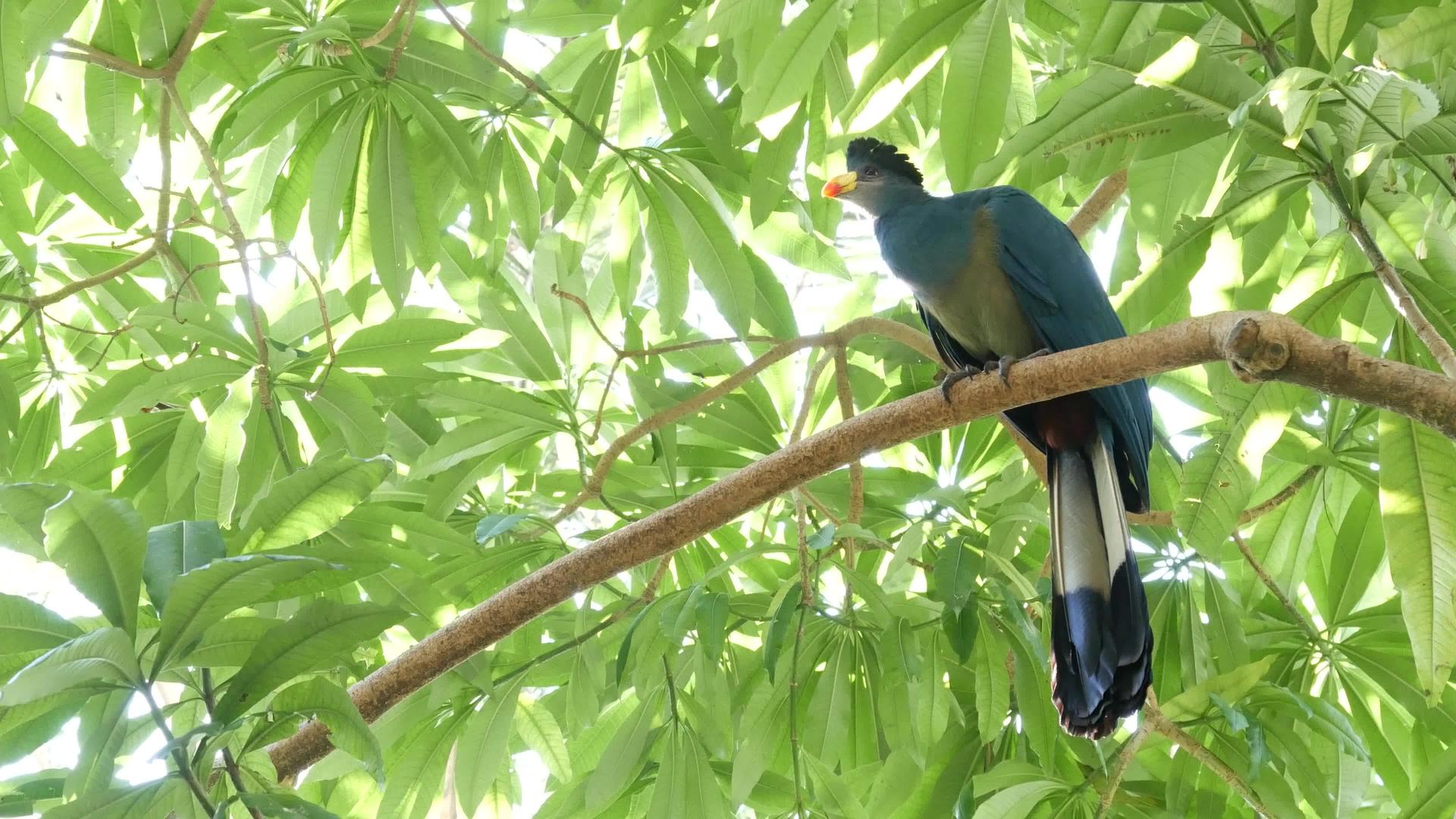 热带雨林中的大蓝鸟视频的预览图