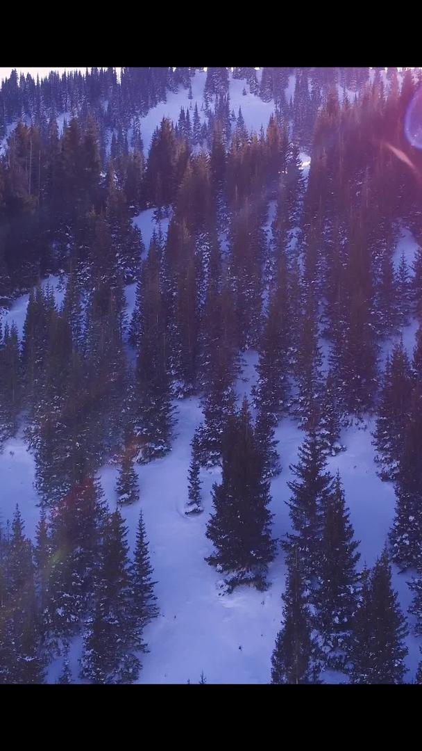 逆光航拍雪山森林风景视频的预览图