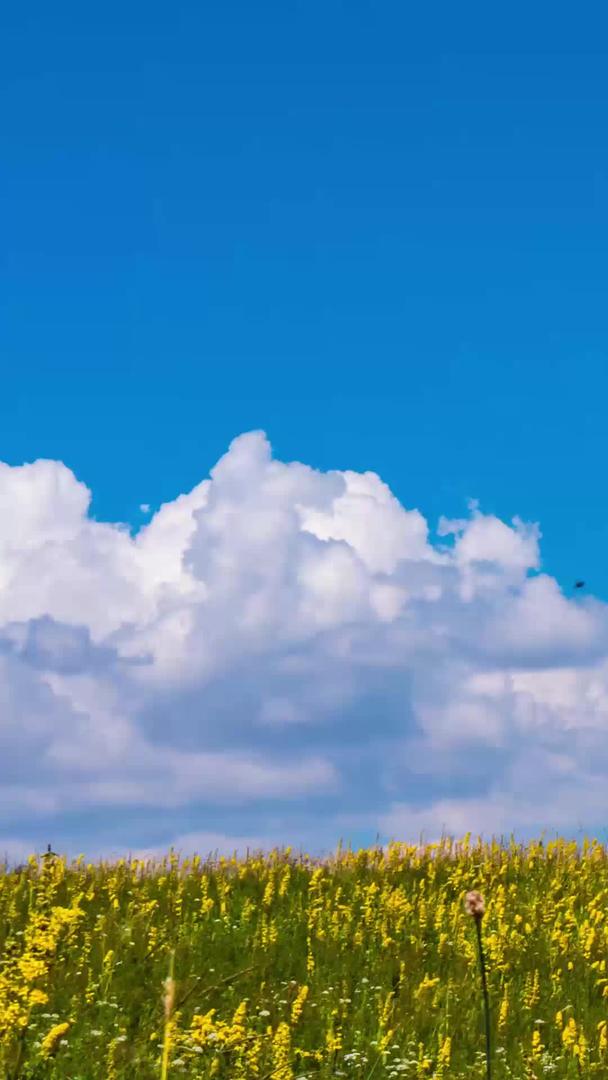 高山草甸花海蓝天白云视频的预览图