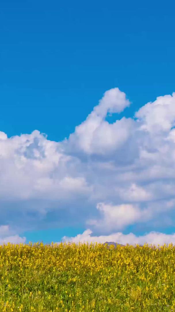 高山草甸花海蓝天白云视频的预览图
