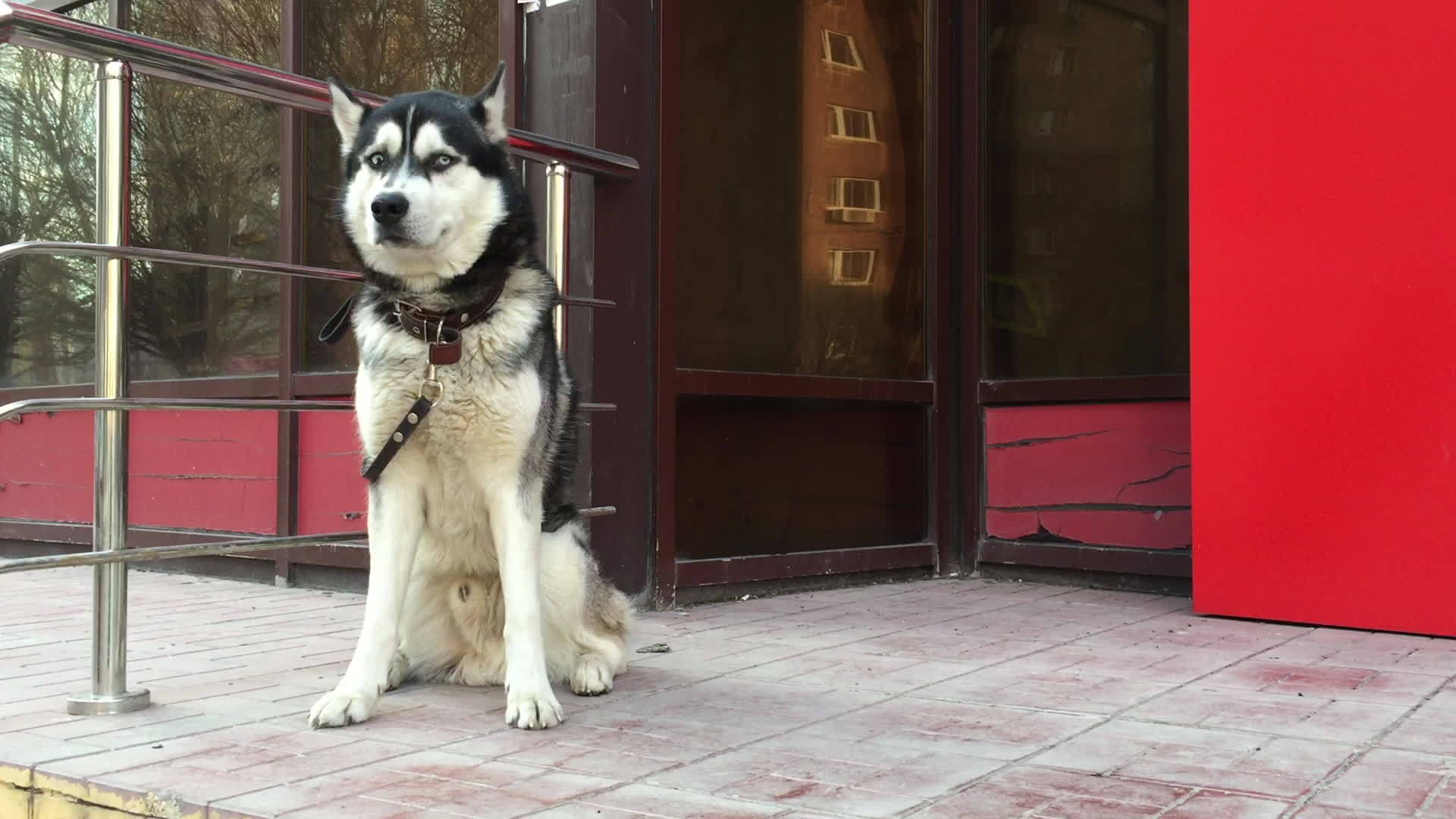 悲伤的黑白狗在城市街道的商店附近等待主人视频的预览图