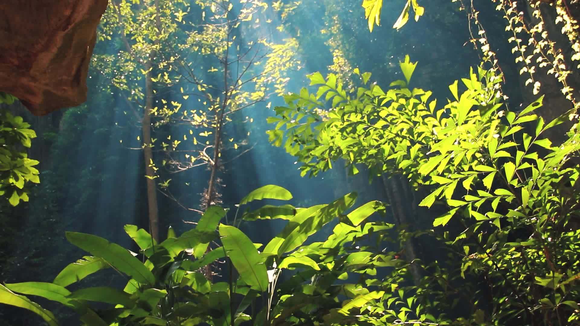 阳光照耀着磅沙拉树林中鲜红的植被视频的预览图