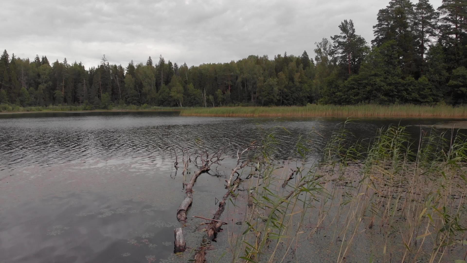 白树落在森林中的水中视频的预览图