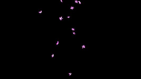 三维花瓣动画视频的预览图
