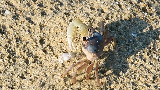 沙滩上横行的螃蟹升格1080视频的预览图