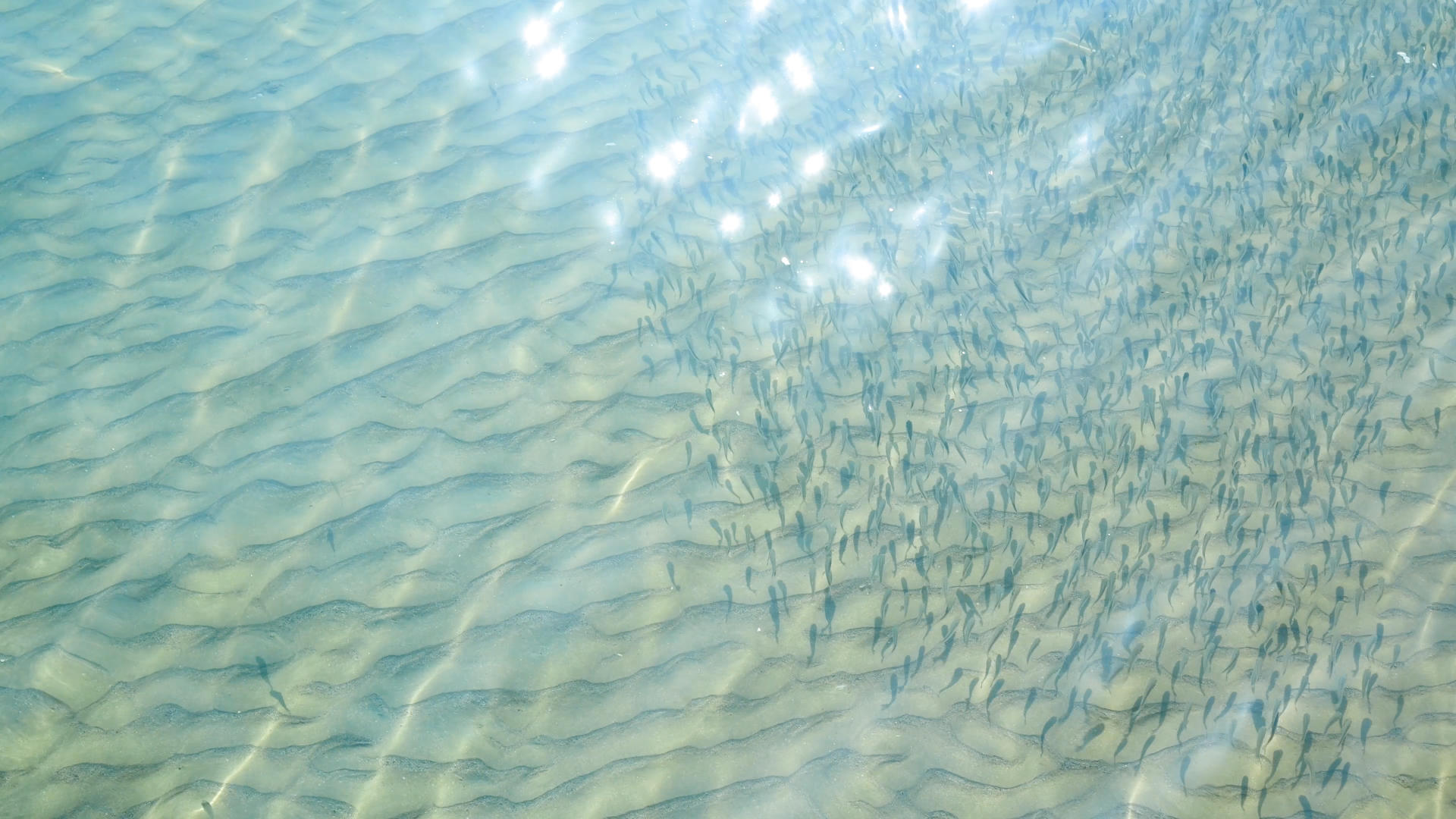 三亚海边浅滩里的鱼儿4K视频的预览图