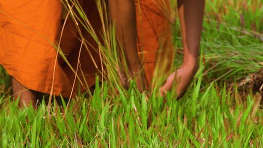 当地的佛教僧侣在工作时把草撕成灰烬视频的预览图