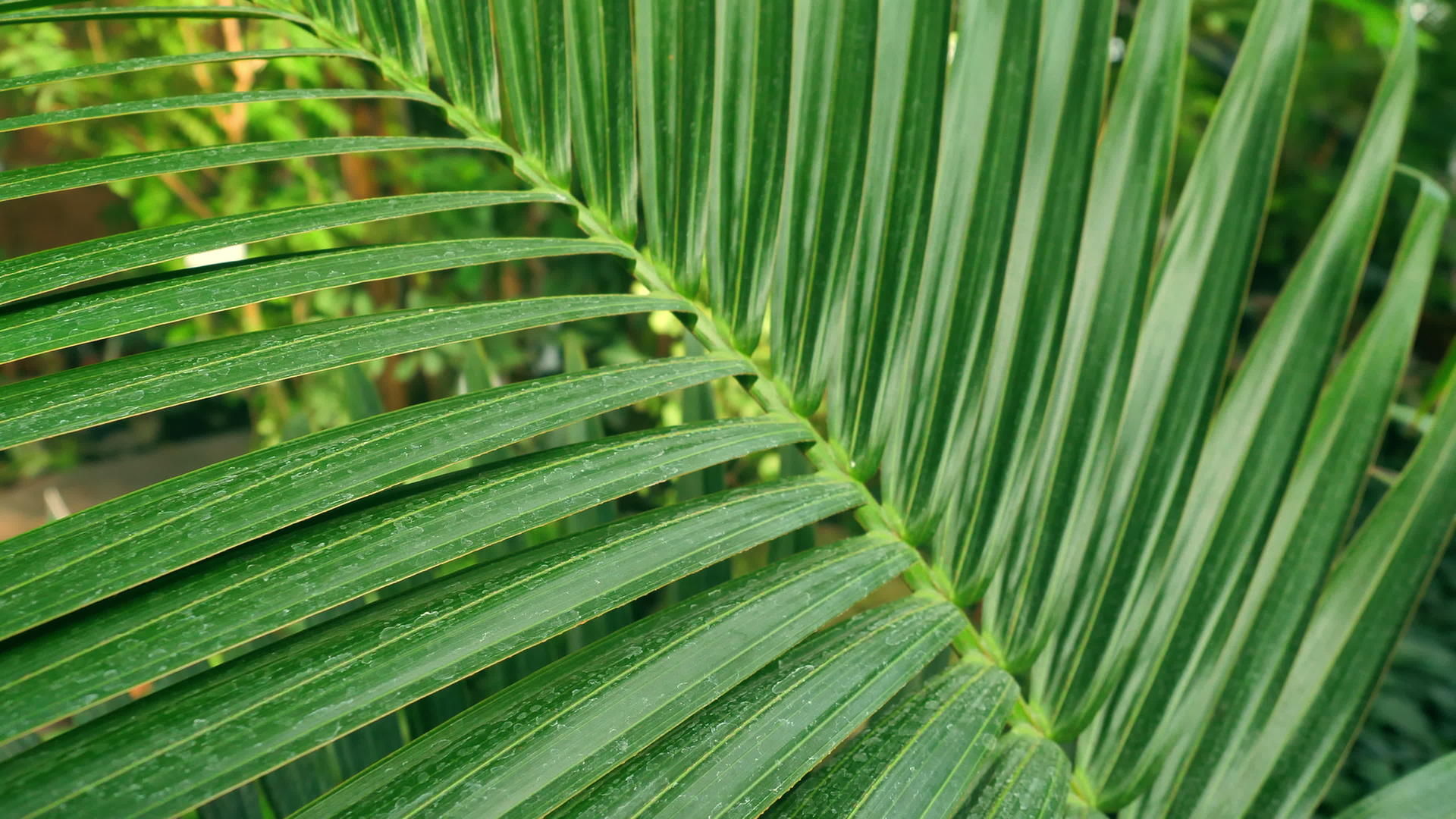 热带绿棕榈在茂密的森林中视频的预览图