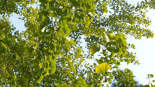 4k240帧升格秋天的银杏树树叶掉落视频的预览图