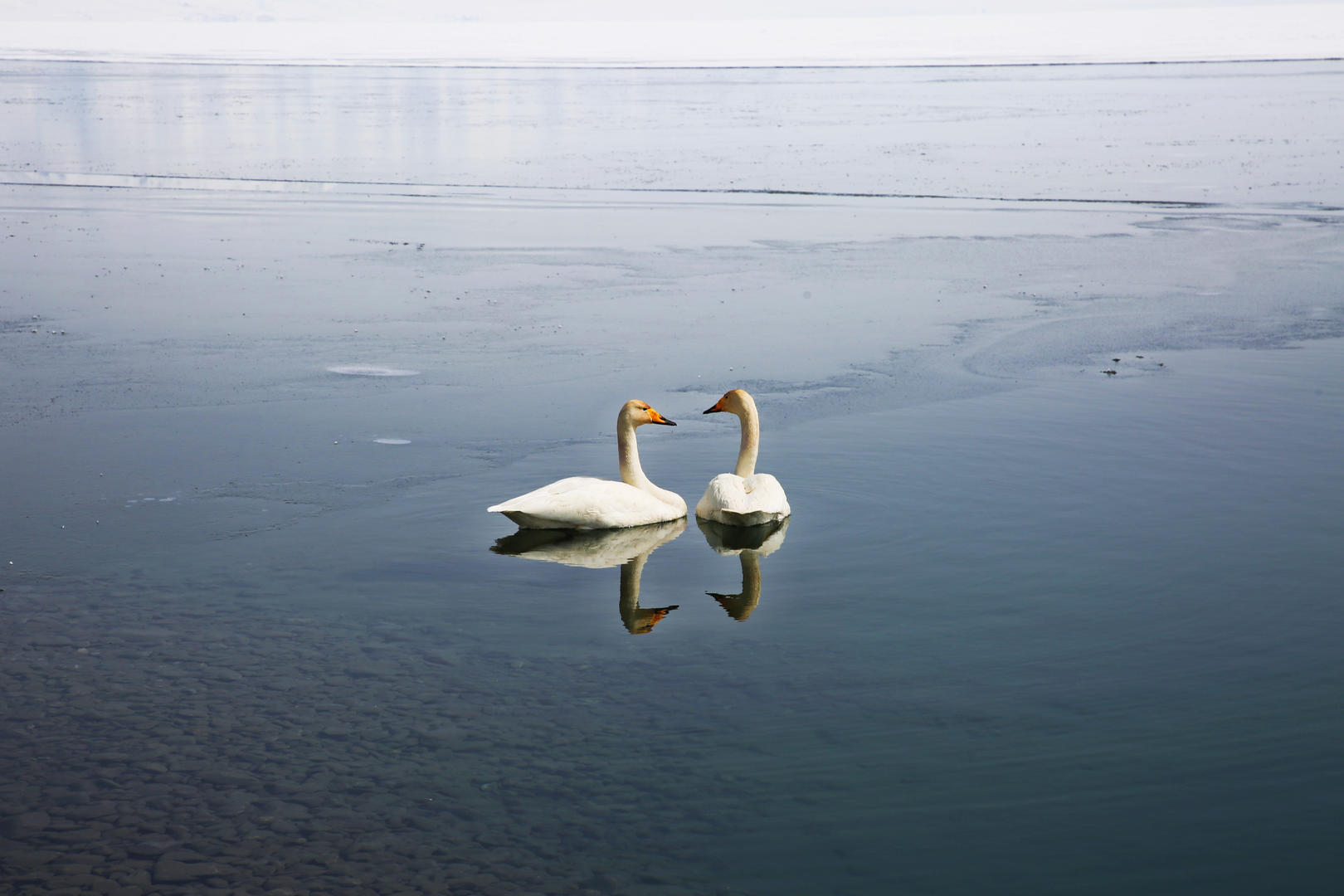 初春赛里木湖的天鹅视频的预览图