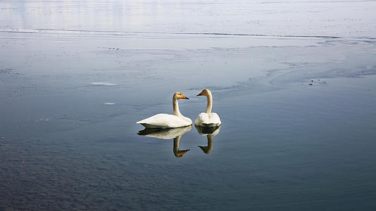 初春赛里木湖的天鹅视频的预览图