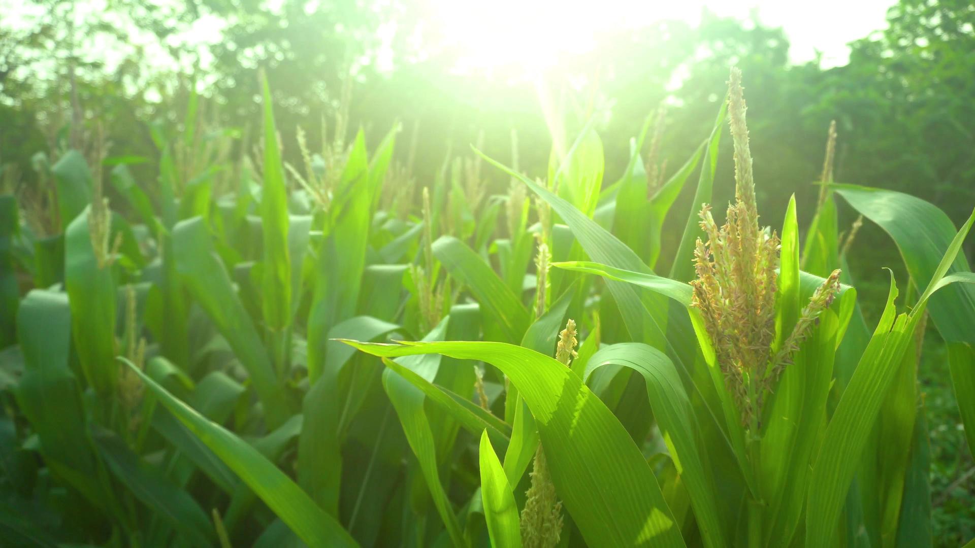 夏日玉米植物逆光摄影视频的预览图