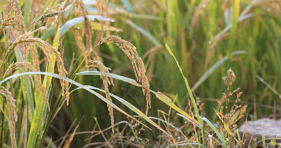 4K微距拍摄田野里成熟饱满的稻谷视频的预览图