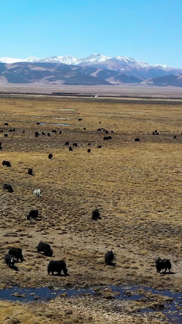 西藏高原草原黄草地航拍素材视频的预览图