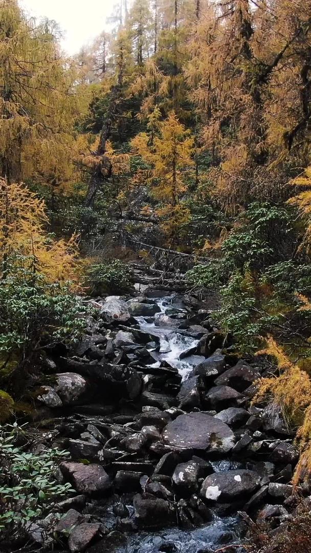 秋季金松林中蜿蜒的溪水航拍视频视频的预览图