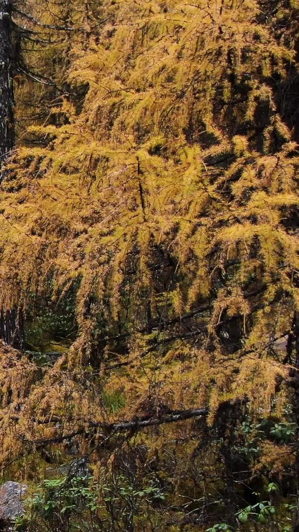 秋季金松林中蜿蜒的溪水航拍视频视频的预览图