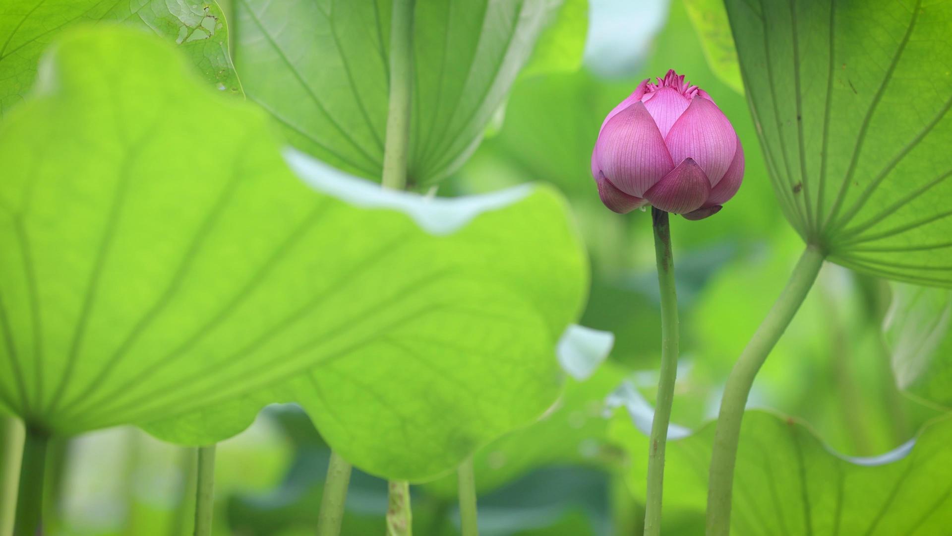 夏季池塘荷花植物花蕾4K实拍视频的预览图