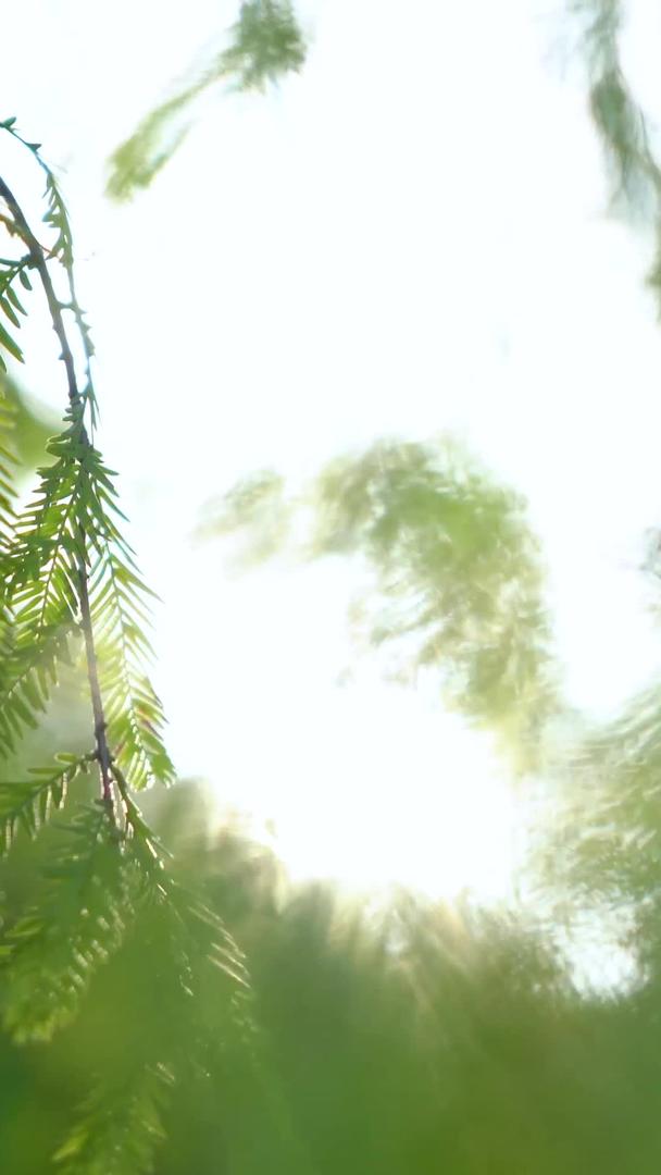 美丽的意境阳光从树丛中照射出实拍素材视频的预览图