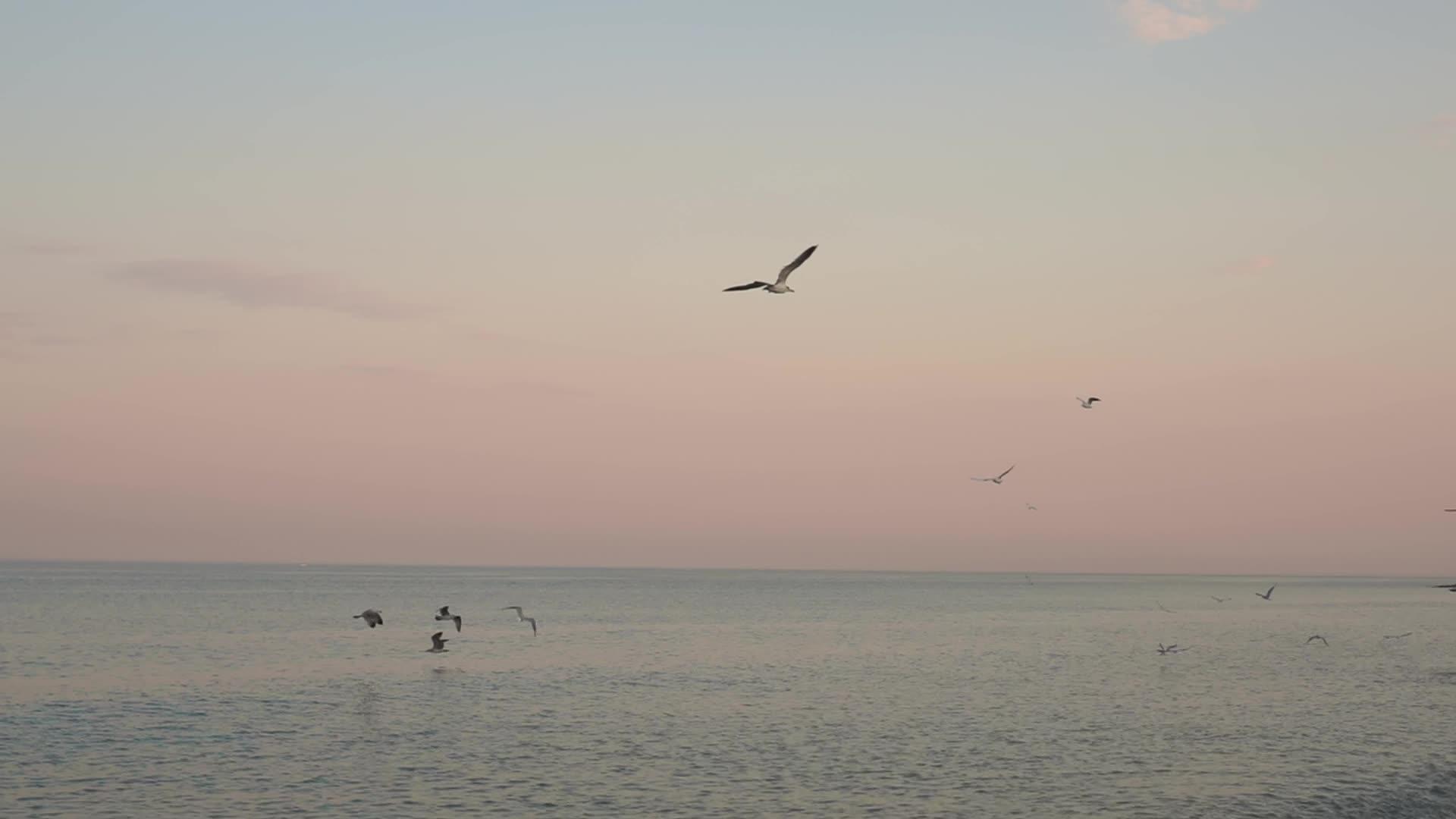 海鸥在粉红色的日落和黄昏中缓慢地飞过海平线视频的预览图