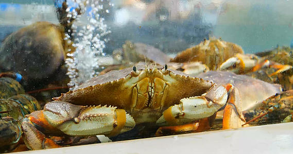 4k高清青蟹螃蟹海鲜水产品视频的预览图